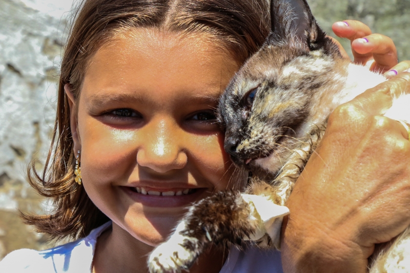 Retomado projeto de castração de cães e gatos