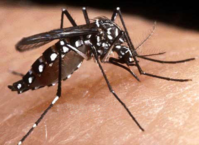 Saiba mais sobre a DENGUE