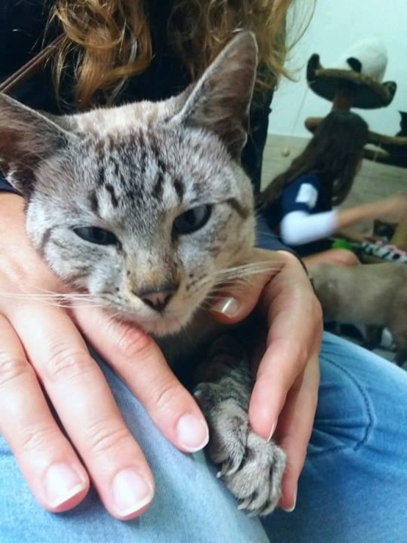 Pelo menos cinco patudos adotados na Cão Terapia