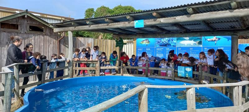 Crianças da rede municipal de Florianópolis visitam o projeto Tamar para aprenderem sobre tartarugas