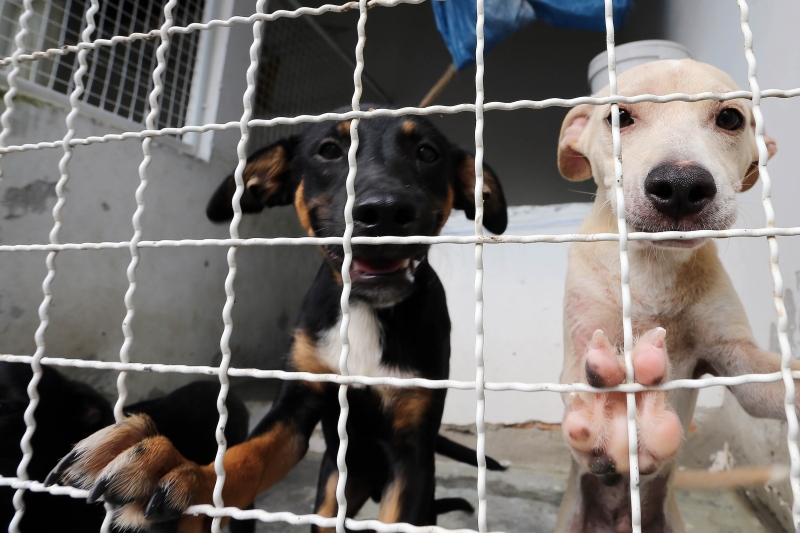 Cão Terapia de Carnaval acontece neste sábado (25)