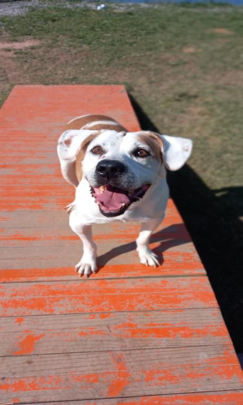 Prefeitura lança mobilização em prol da adoção de animais idosos 