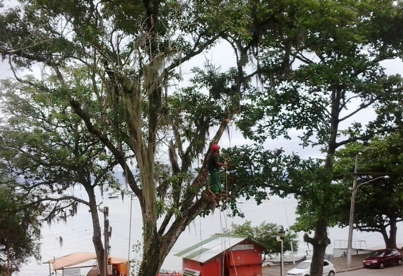 Poda na Praça Getulio Vargas, no norte da Ilha 
