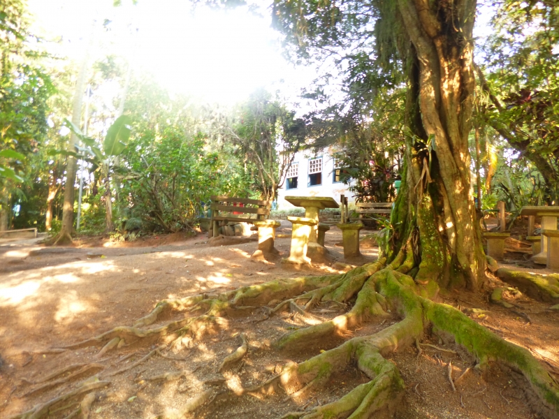 Bosque Pedro de Medeiros está com agenda aberta para a semana do meio ambiente
