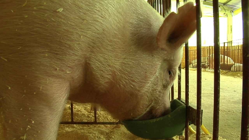 Cine Dona Chica discute alimentação e poluição
