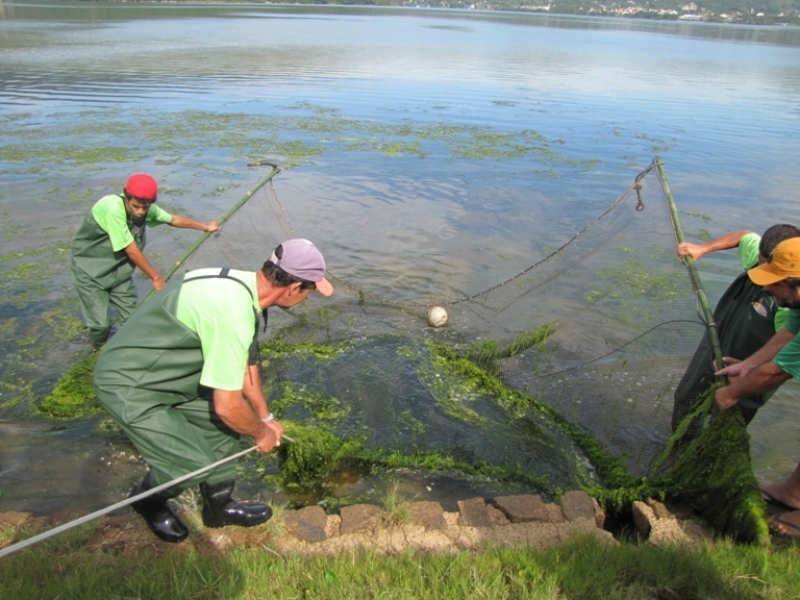 Biólogo da Floram estima retirar toneladas de algas da Lagoa 