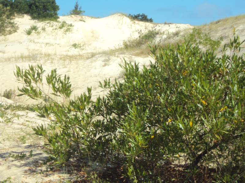 A restinga subarbustiva faz parte da vegetação de Santa Catarina