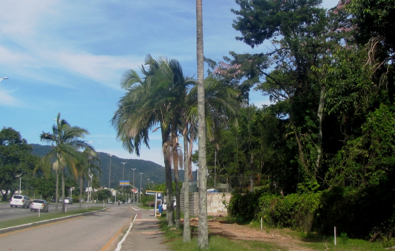 Palmeiras da avenida serão transplantadas