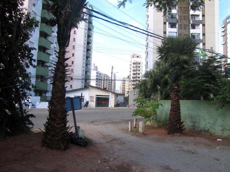 Parque da Luz recebe novas árvores
