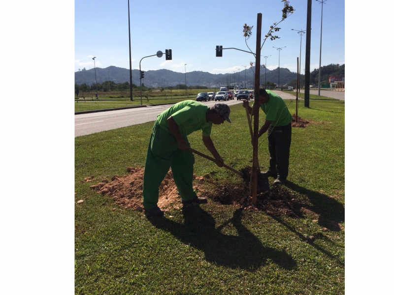 Aterro da Baía Sul recebe mudas de ipê