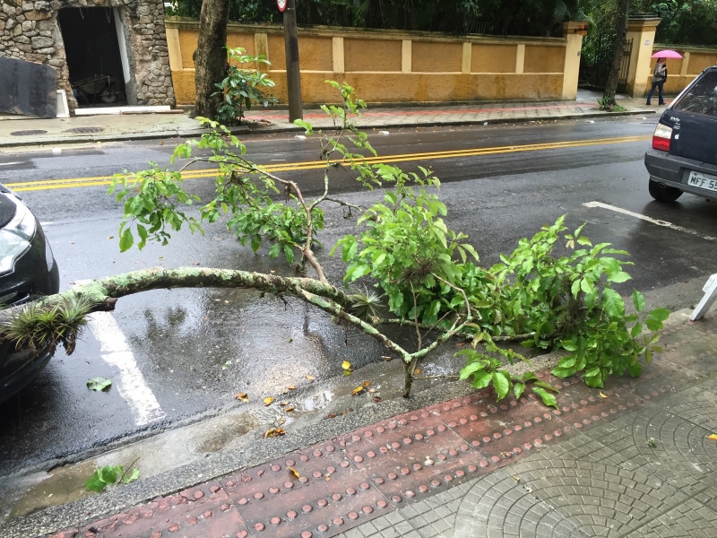 Floram retira ipê que veio ao chão