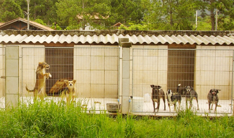 Deu no DC: Bem Estar Animal resgata cães abandonados em canil ilegal.