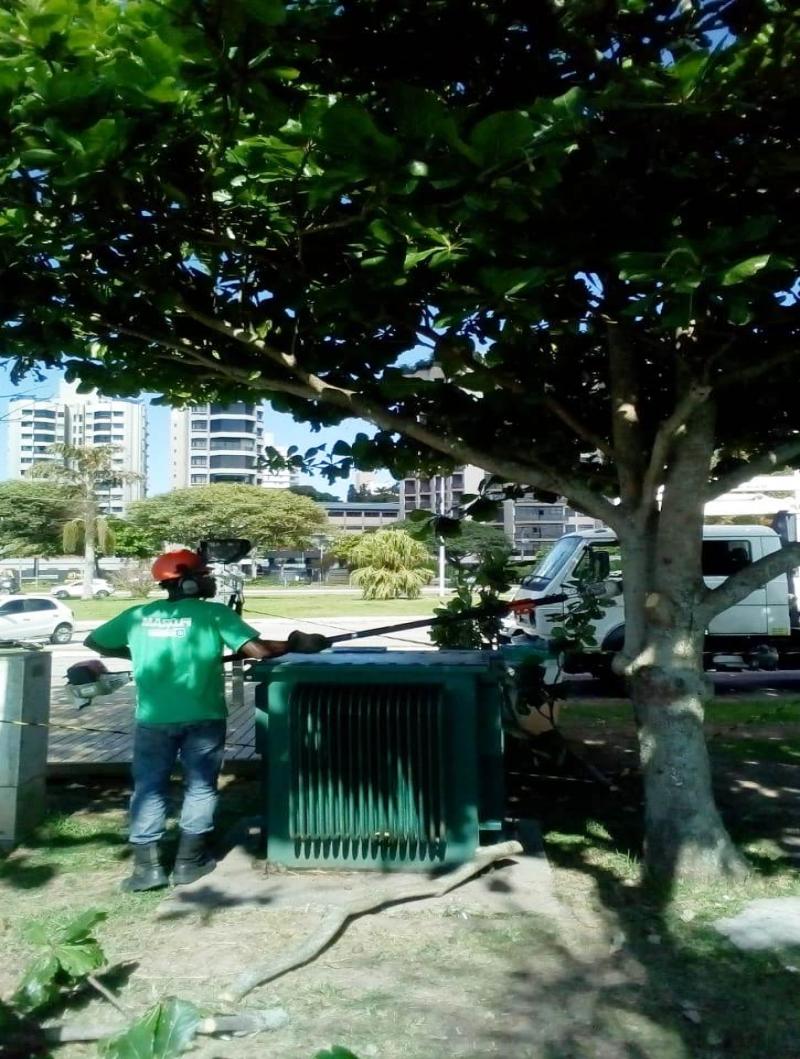 Árvores afetadas por lagartas são podadas na Beira Mar Norte