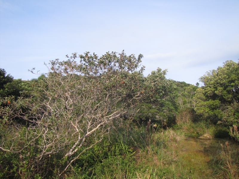 Dia da Mata Atlântica