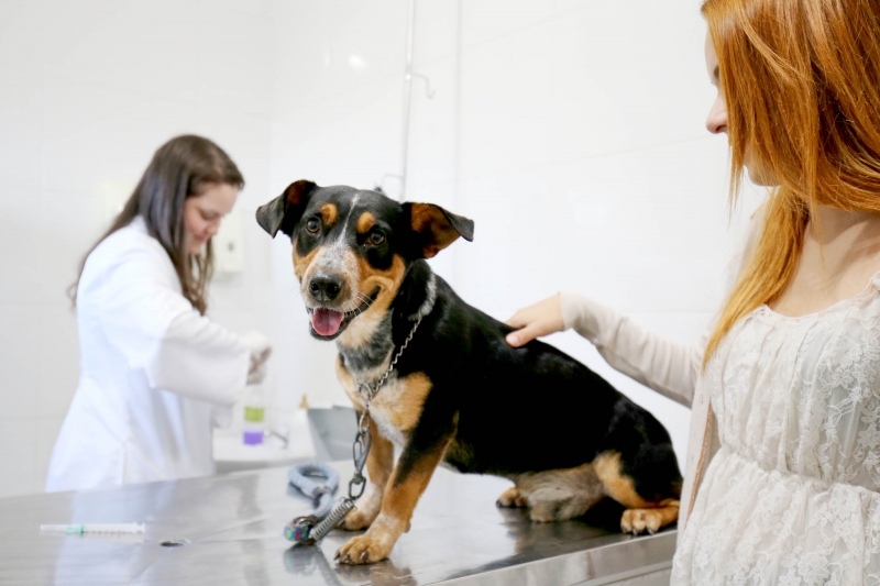 Florianópolis retoma atendimento ambulatorial a animais