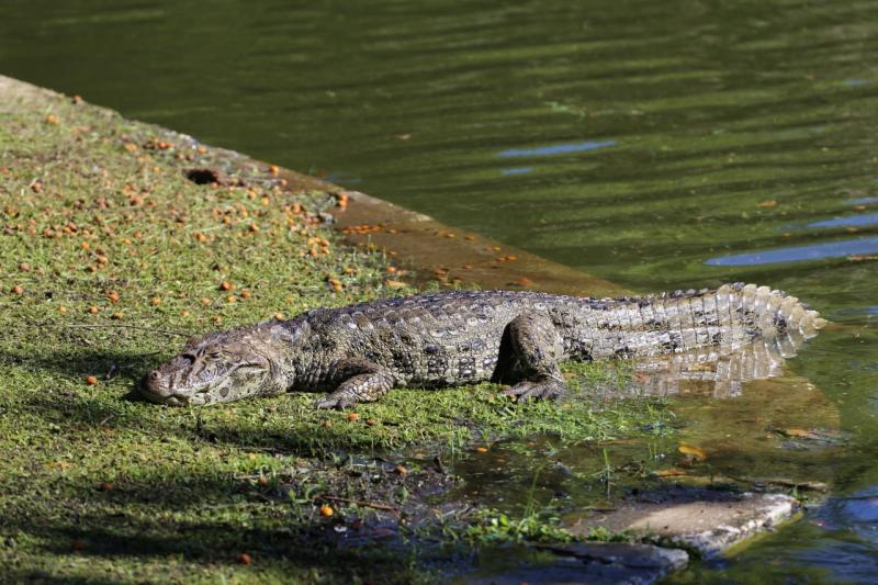 FLORAM orienta população a lidar com presença de jacarés na cidade