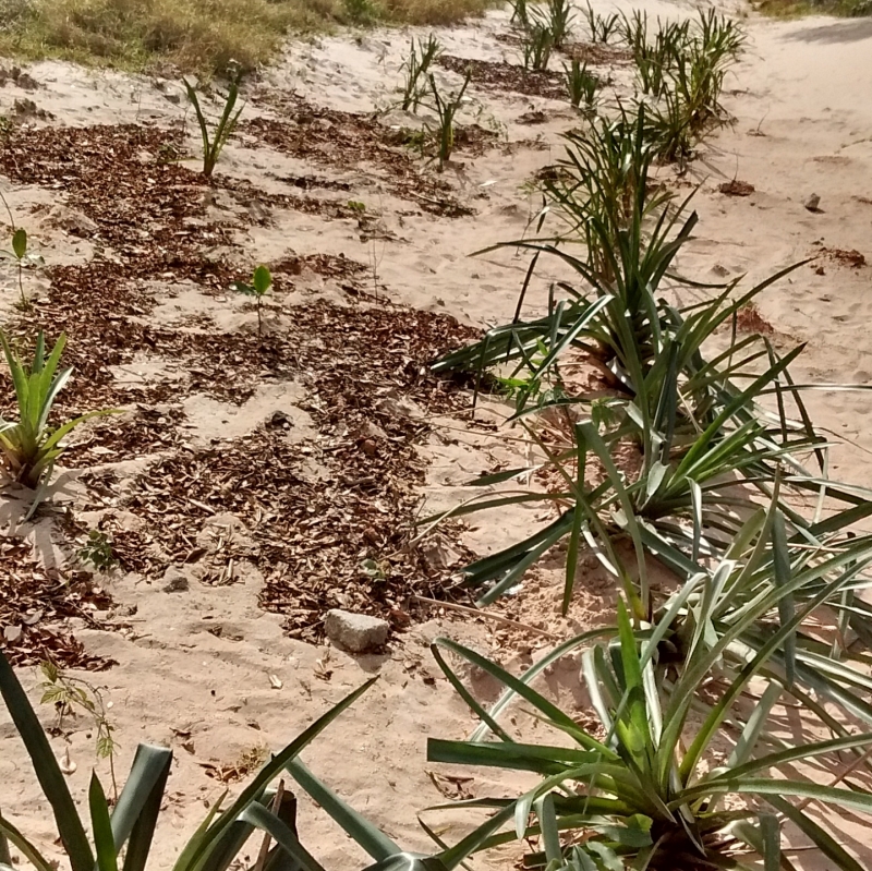 Floram faz recuperação de área degradada