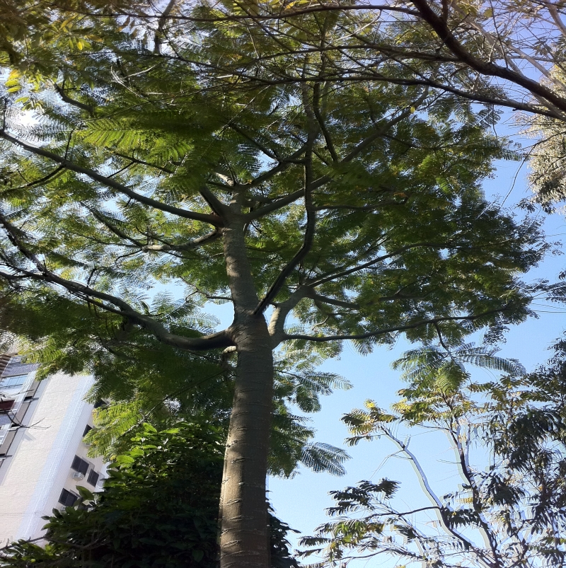 Departamento de Praças e Arborização cumpre metas 