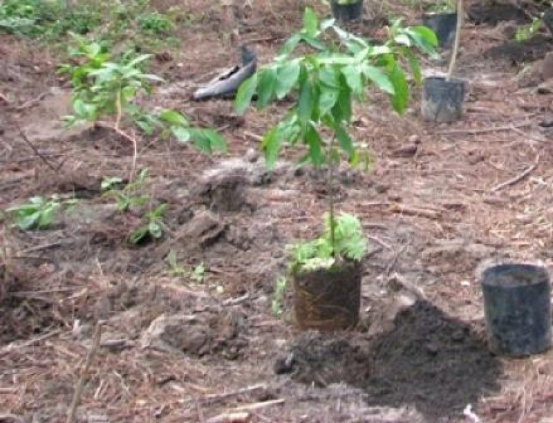 Floram dá inicio a recuperação ambiental no Papaquara  
