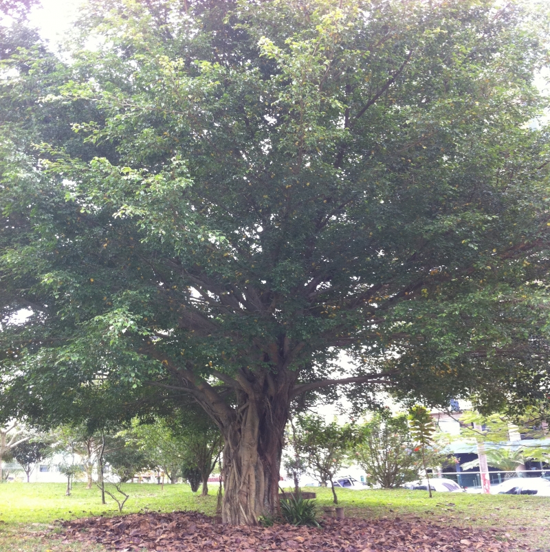 Conheça as características da Figueira (Ficus Benjamina)