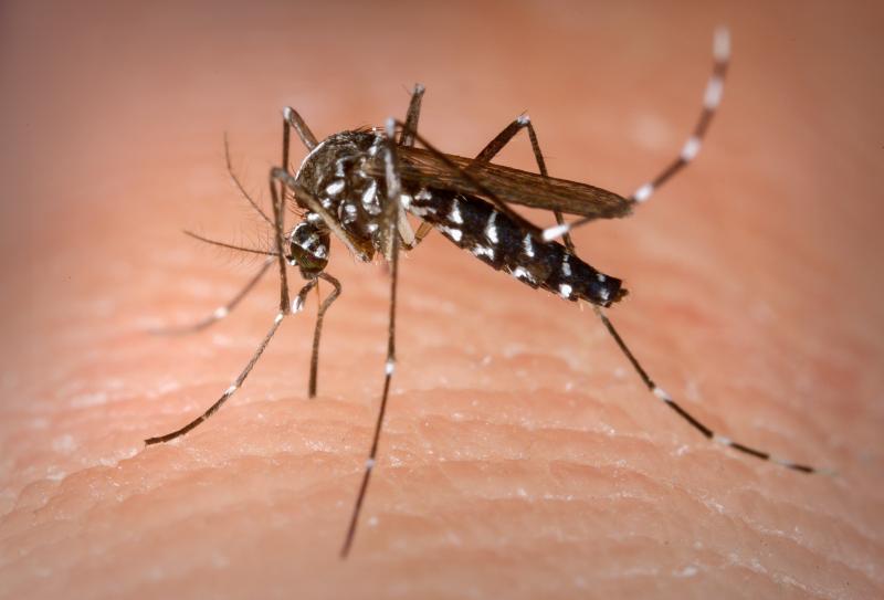 População precisa se manter atenta ao mosquito da dengue