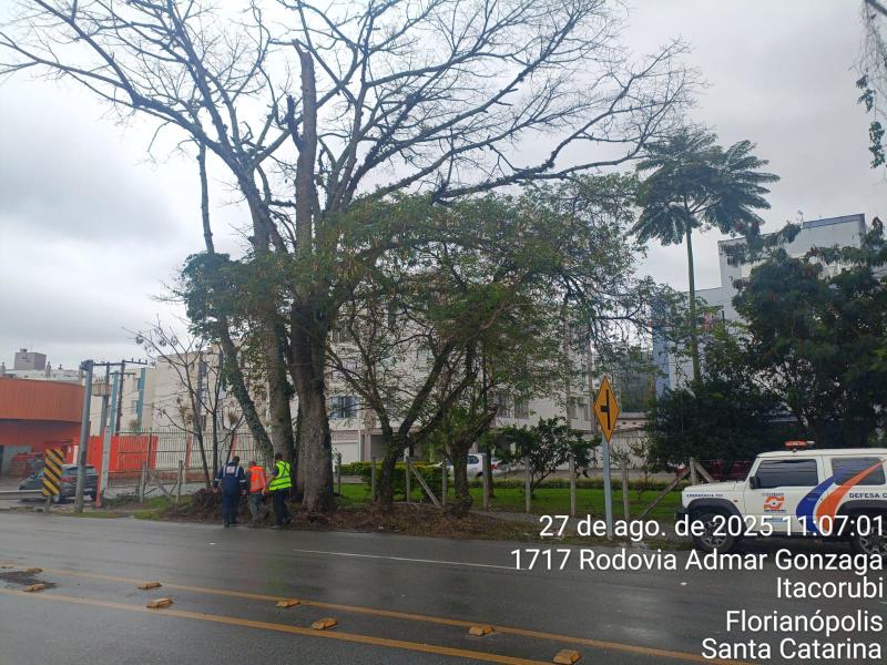Trânsito: Remoção de árvores nesta quarta (27) no bairro Itacorubi