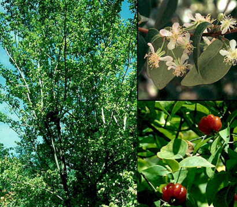  Bosque de Frutíferas de Canasvieiras recebe 68 mudas