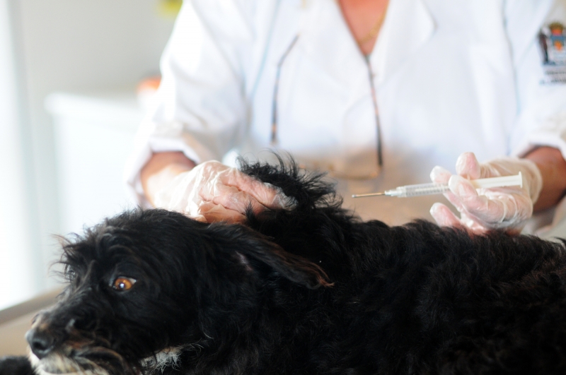 Microchipagem de animais começa em Canasvieiras