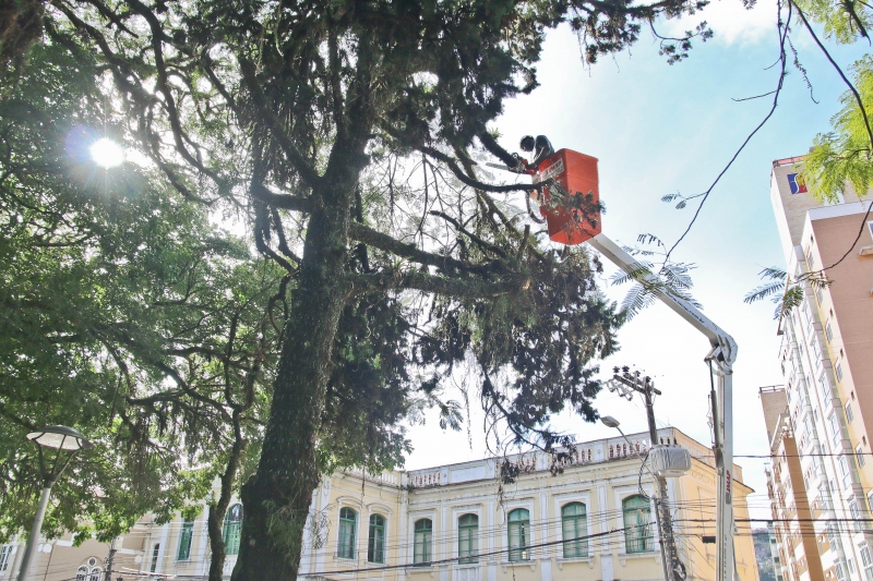 Floram corta excessos nas árvores das praças 