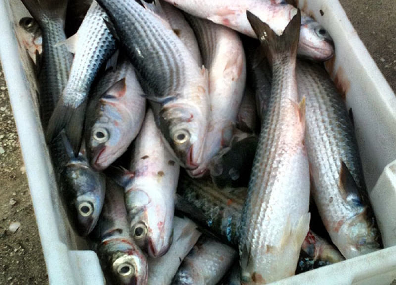 Pescado deve ter origem comprovada com nota