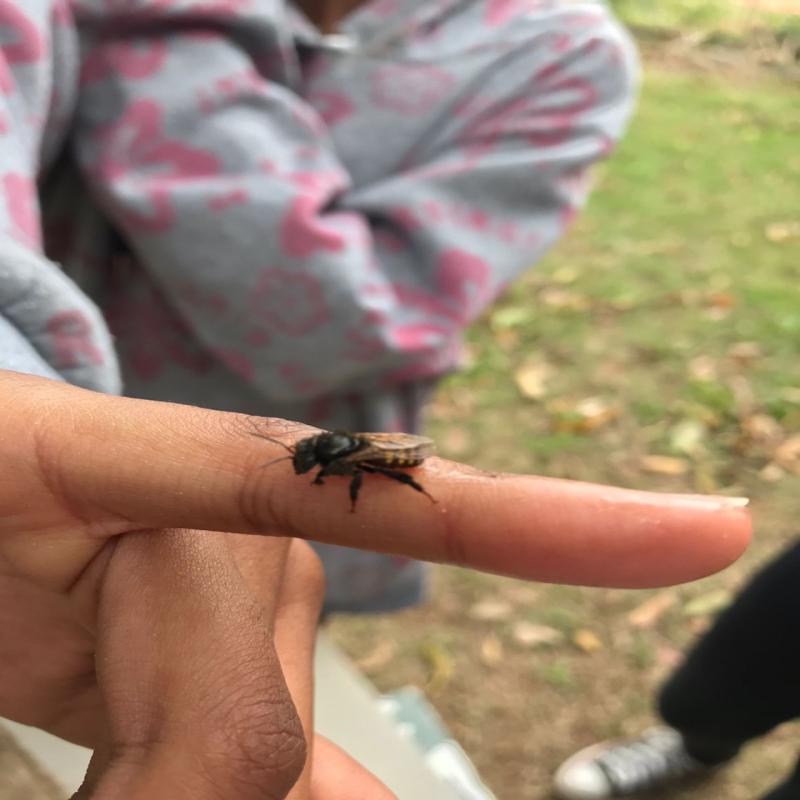 Escola do Futuro de Florianópolis possui criação de abelha sem ferrão